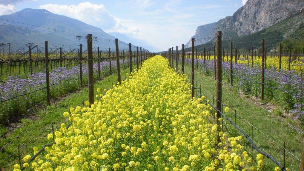 7 Brassica e Facelia|3 Interratrice a fine ciclo|4 trinciastocchi|2 Bulatura con red-clover|Forigo-cobertera-2